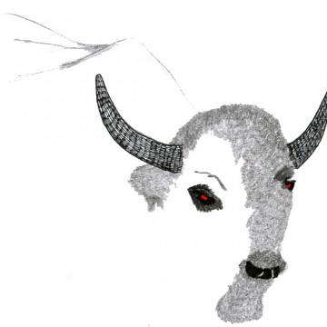 bisons